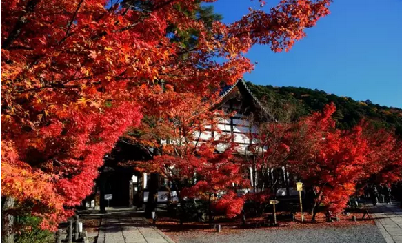 日本房产为何如此吸引国人投资者？