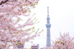 日本房产的投资回报率到底有多高