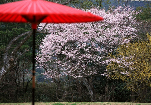 日本房产“稳中求胜”，建议中长期持有