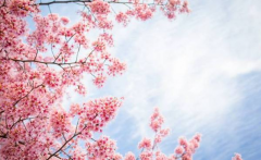 华人在日本投资房产成为一种热潮