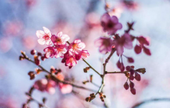 贫民在日本购买房产有哪些优惠政策