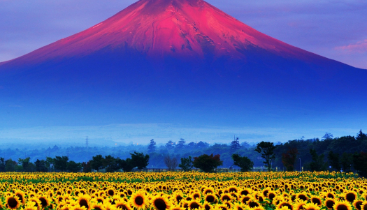 通过哪些渠道可以购买到日本的二手房产