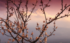 在日本房产投资的收益怎样